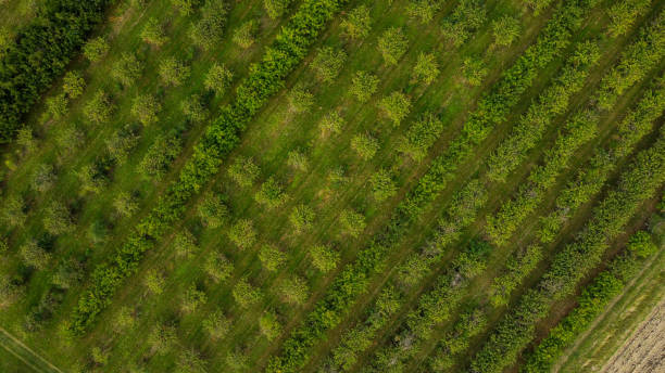 istock Aerial view of fruit trees in an orchard 1693553702