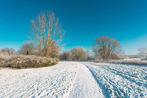 Frozen birch trees along a single lane road