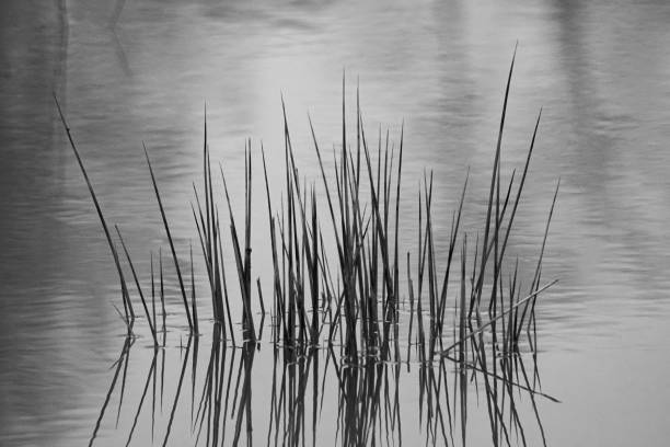 Close up of grass in water