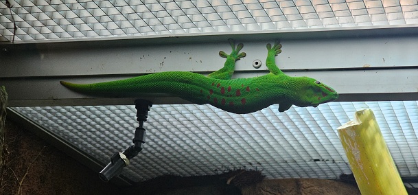 a very big one
Great Madagascar day gecko (Phelsuma grandis). It's a reptile.