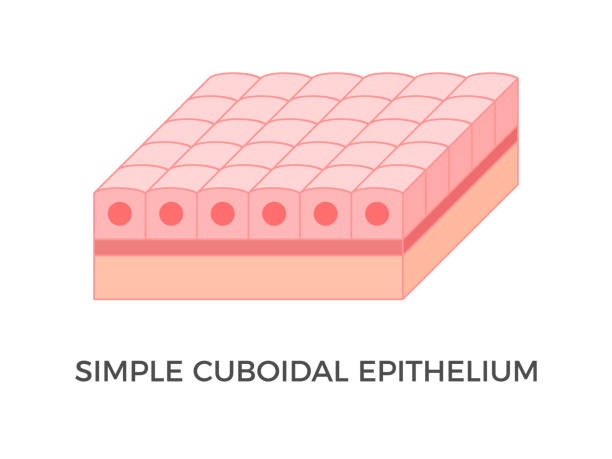 Simple cuboidal epithelium. Epithelial tissue types. A single layer of cube-like cells that provide protection and may be active or passive depending on the location. Medical illustration. Vector. cuboidal epithelium stock illustrations