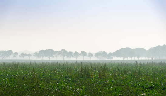 Misty morning light at a field with trees, Achterhoek, The Netherlands High angle view.