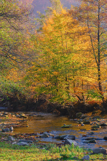 istock shallow water stream with stones and rocks 1693580400