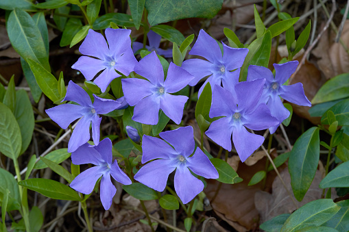 Lesser periwinkle (Vinca minor) wild plant with purple flowers in close-up in a forest - Baden-Württemberg, Germany