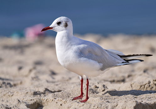 Black-headed gull (Chroicocephalus ridibundus) in side view standing in the sand on the beach - Usedom, Baltic Sea, Germany, Europe