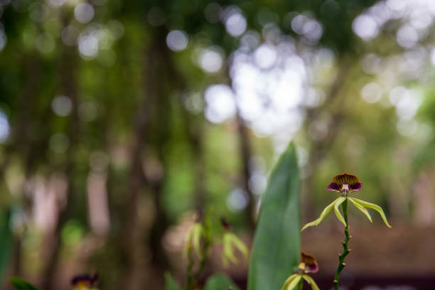 Focus on Black Orchid Focus on Black Orchid in Belize encyclia orchid stock pictures, royalty-free photos & images