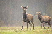 Cute red deer, Cervus elaphus, hind and fawn in nature looking aside with copy space. wild animals in wilderness Poland, spring time, stag without antlers