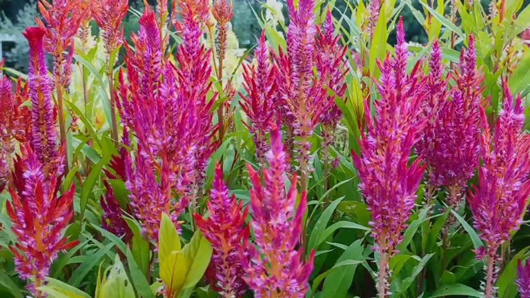 Celosia ,woolflowers, cockscombs