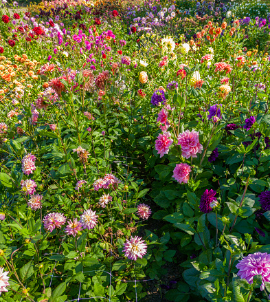 Group of Colorful dahlia flowers meadow, high angle view.
