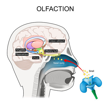 olfaction. Olfactory nerves. Cross section of a human head with part of the brain involved with smell. smell-brain. educational scheme. Vector illustration
