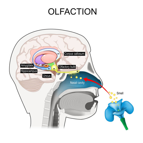 olfaction. Olfactory nerves. Cross section of the brain olfaction. Olfactory nerves. Cross section of a human head with part of the brain involved with smell. smell-brain. educational scheme. Vector illustration nervous tissue stock illustrations