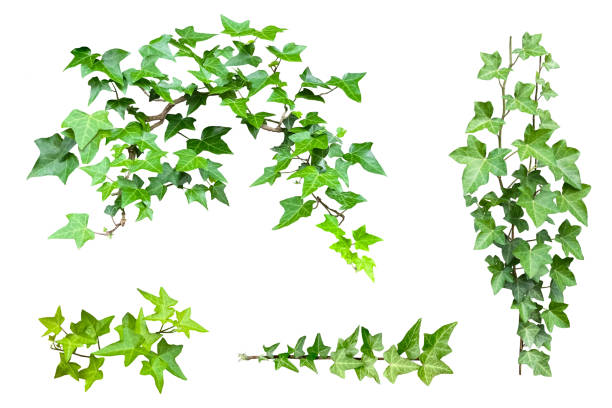 I cut out the beautiful green leaves and removed the background.