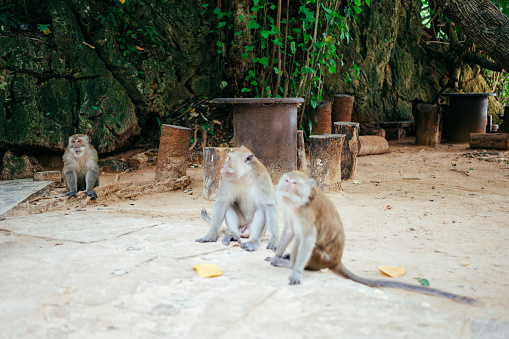 Group Wild Monkey on the tree at Railay Krabi Thailand