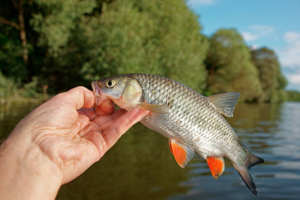 istock Small chub in fisherman's hand 1693626463