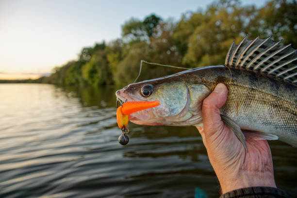 istock Walleye in fisherman's hand 1693626468