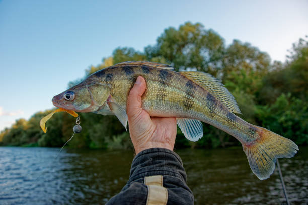 istock Fisherman holding Volga zander caught in river 1693626471