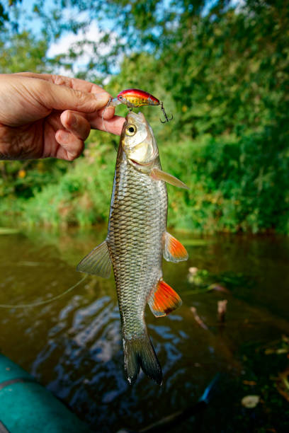 istock Chub in fisherman's hand, summer river scenery 1693626474