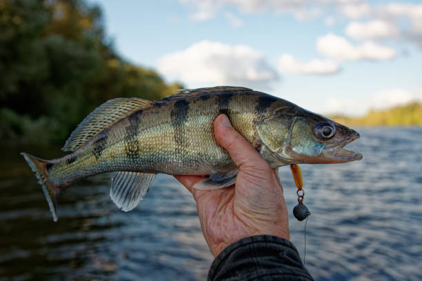 istock Fisherman holding Volga zander 1693626485
