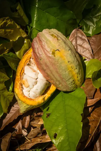 Opened cocoa fruit on the floor of the farm, the cocoa beans are visible