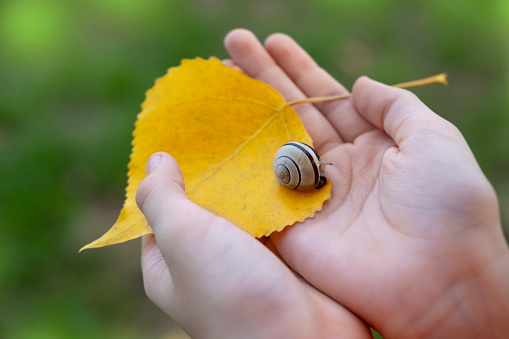 yellow autumn leaf with in male hand, background of leaves, concept seasonal, studying flora and fauna, scientific exploration