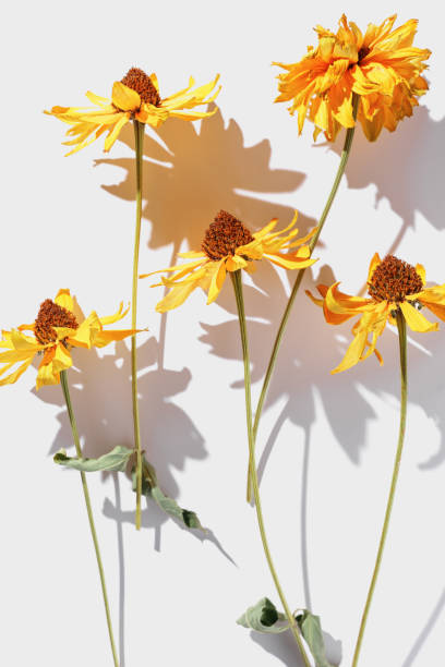 istock Beautiful top view pattern with dry yellow flowers on white background, minimal style contemporary flat lay. Autumn floral still life scene natural flower, blooming garden florets, floral design 1693638767