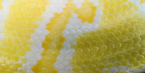 Yellow snake skin texture