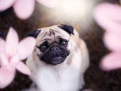 Flower Pug Portrait