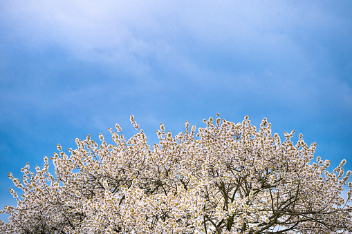 In Full Bloom: A Majestic Cherry Tree Bedecked in White Blossoms. blue sky for edit space