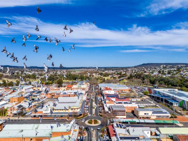 ハトの群れ、インベレルオーストラリア - wildlife australia wing cityscape ストックフォトと画像