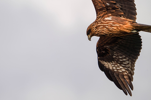 Savanna Hawk perched on a fence post against green defocused background, Pantanal Wetlands, Mato Grosso, Brazil