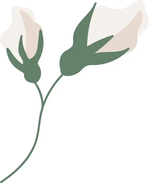 Vector illustration of herbal_eucalyptus_frames
