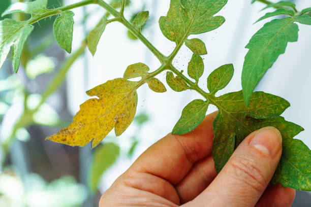 istock Tomato leaves affected by spider mites and aphids 1693673334
