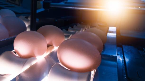 los huevos para incubar están en el transportador - la avicultura fotografías e imágenes de stock