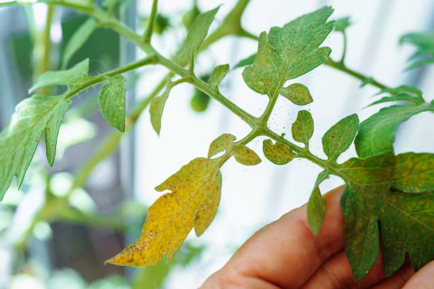 istock Tomato leaves affected by spider mites and aphids 1693674456