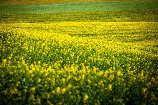 Golden Fields of Spring: Rapeseed and Wheat Blossoming in a Picturesque Rural Agricultural Landscape