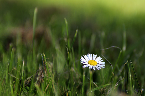 A single white daisy in the grass