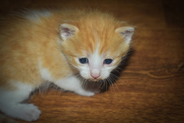 Cat kitten in home , Vinica Macedonia