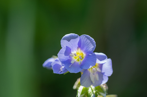 Blue flower on a background of green grass. Close-up.