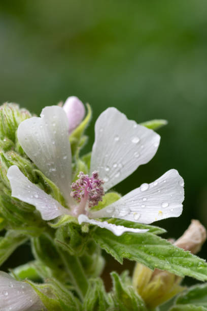 istock Marshmallows in full bloom after the rain 1693684629