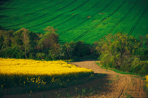 Colors of Spring: Flowers in a Picturesque Rural Landscape
