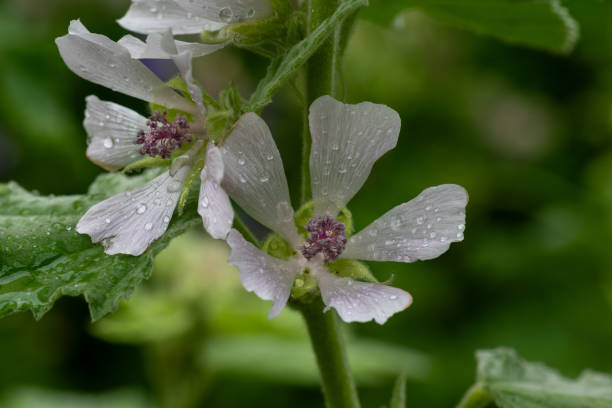 Marshmallows in full bloom after the rain