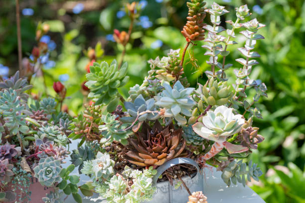 istock Succulents placed on a white table in the summer garden 1693687001