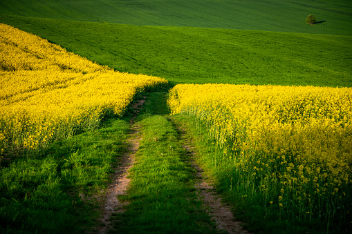 Spring's Splendor: Rapeseed and Wheat Fields in Full Blossom  Beautiful Agricultural Landscape
