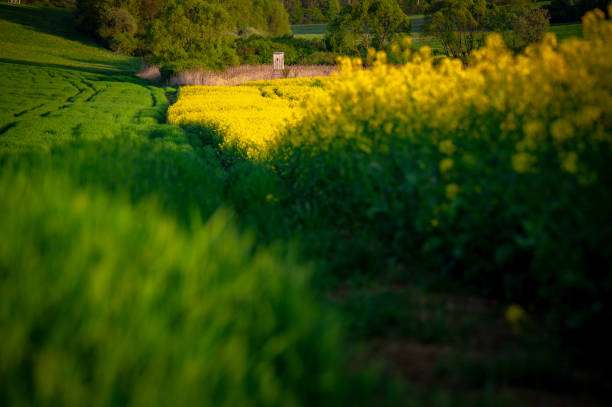 Blossoming Fields: Rapeseed and Wheat Under the Spring Sun  Beautiful Agricultural Landscape