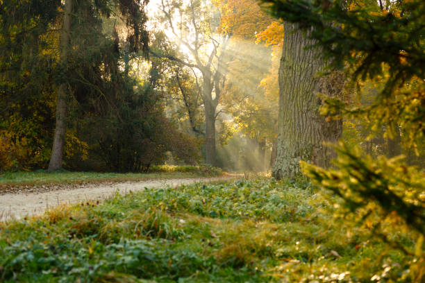 istock Autumn forest in the sunlight road trees 1693695574