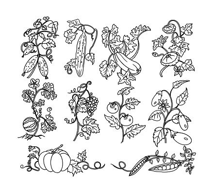 Growing Vegetables and Fruits, Harvest Doodle Set. Tomatoes, eggplant, pumpkin, watermelon, cucumber, green pea, zucchini, squash, grapes. Vector illustration.