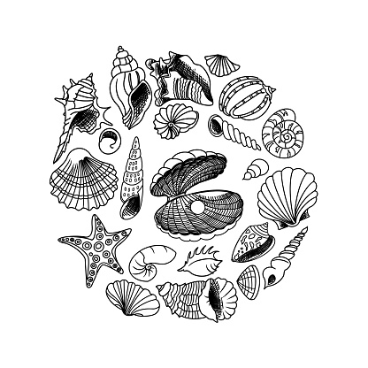 Seashells Doodles set, circle composition. Vector illustration.