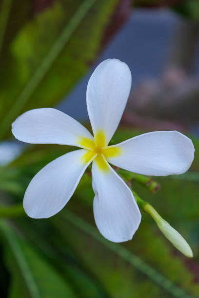 istock Close-up of a frangipani flower 1693713100