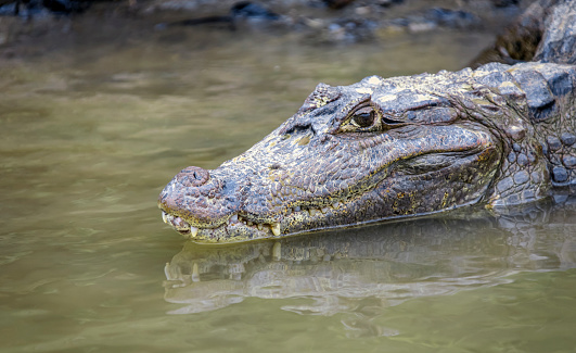 Large American caiman or alligator lies on the surface of the water near the river bank. Head of predatory caiman or crocodile is reflected in the water of tropical river in Costa Rica.