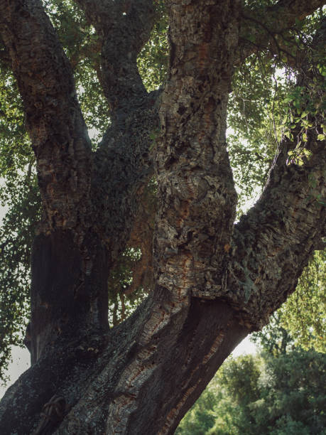 istock Vertical close up of an old Sardinian cork tree. 1693729427